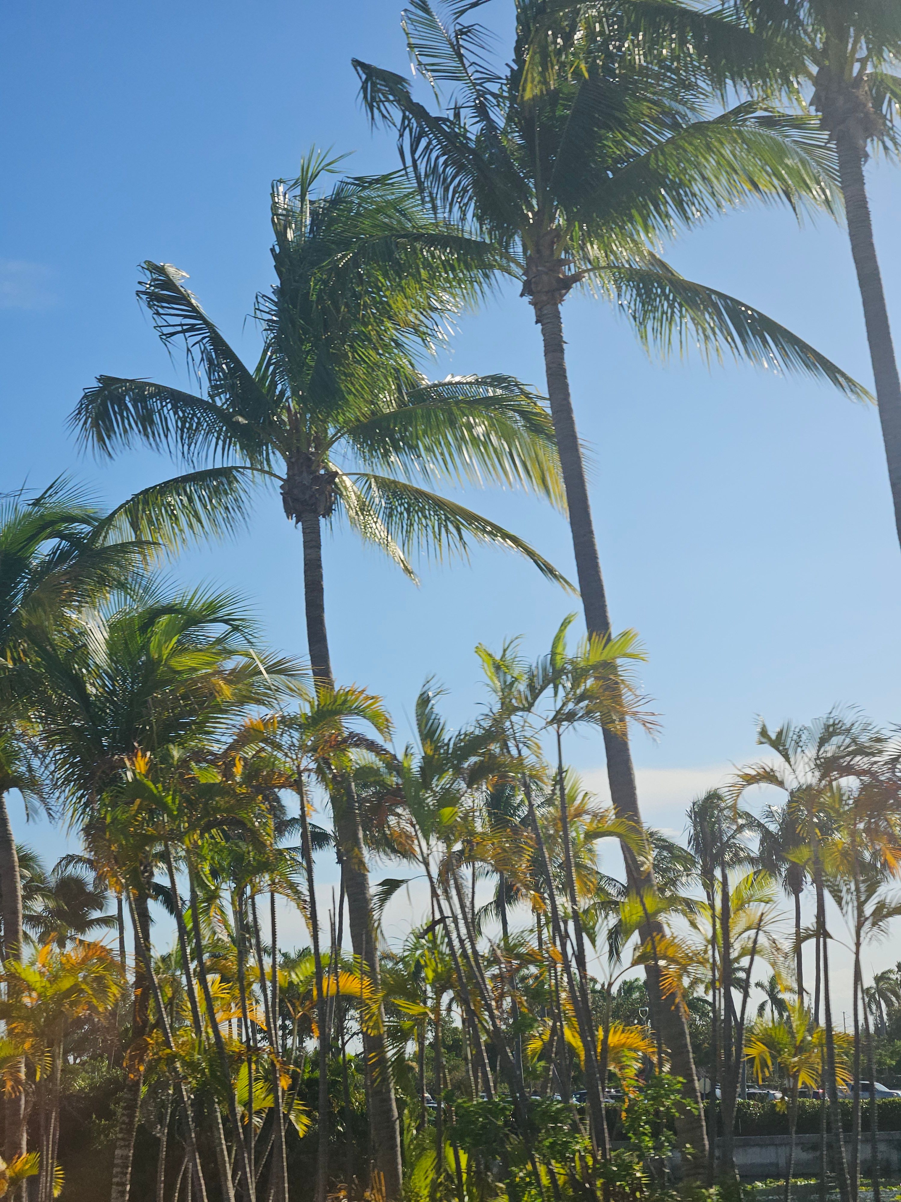 Palm fronds against a clear blue sky