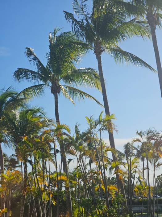 Palm fronds against a clear blue sky
