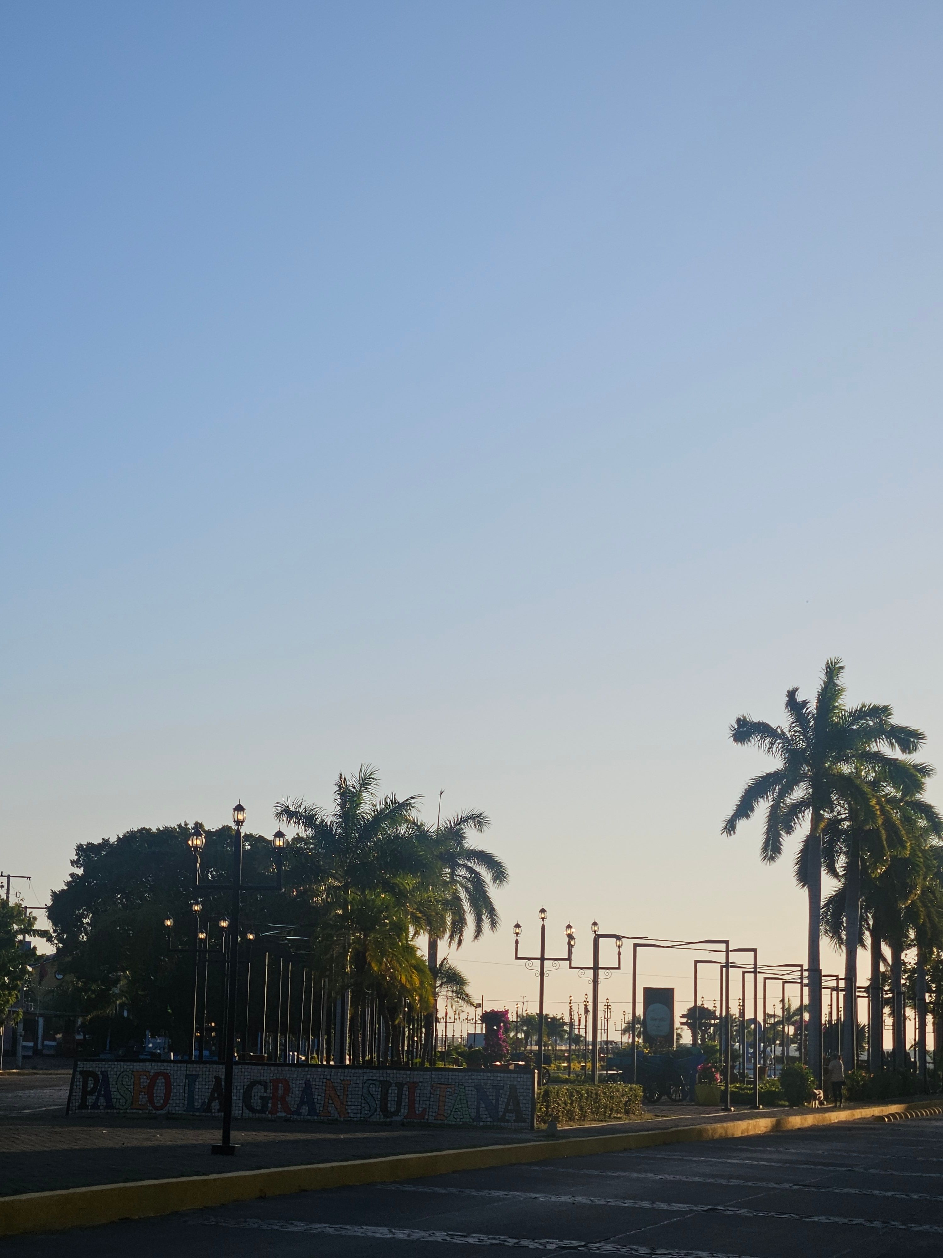 Palm trees against a pale early-morning sky
