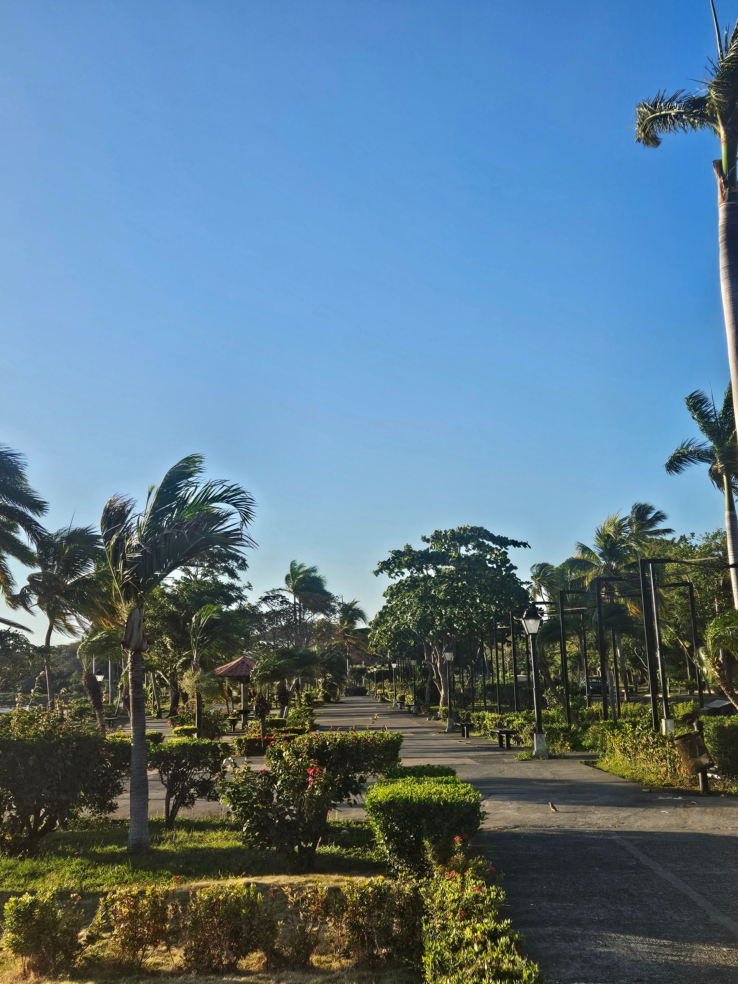A quiet park lined with palms under an open blue sky